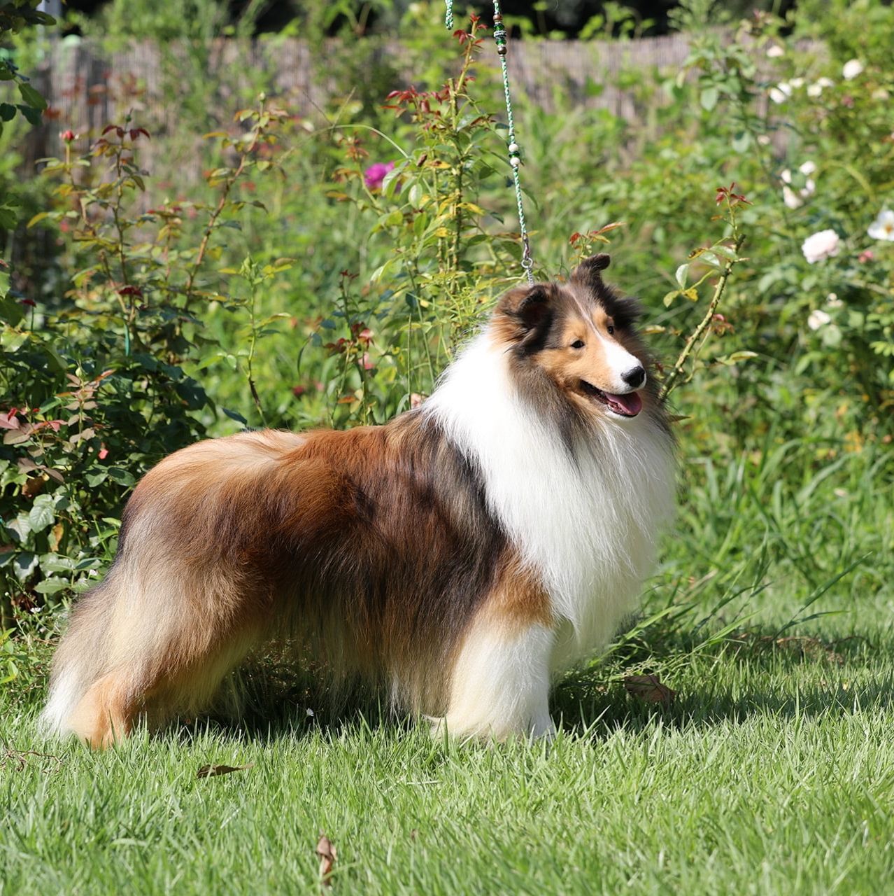 Silveray Shelties