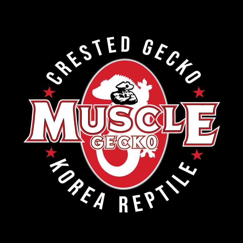 머슬게코[muscle gecko]